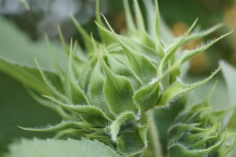 Fabled Botany