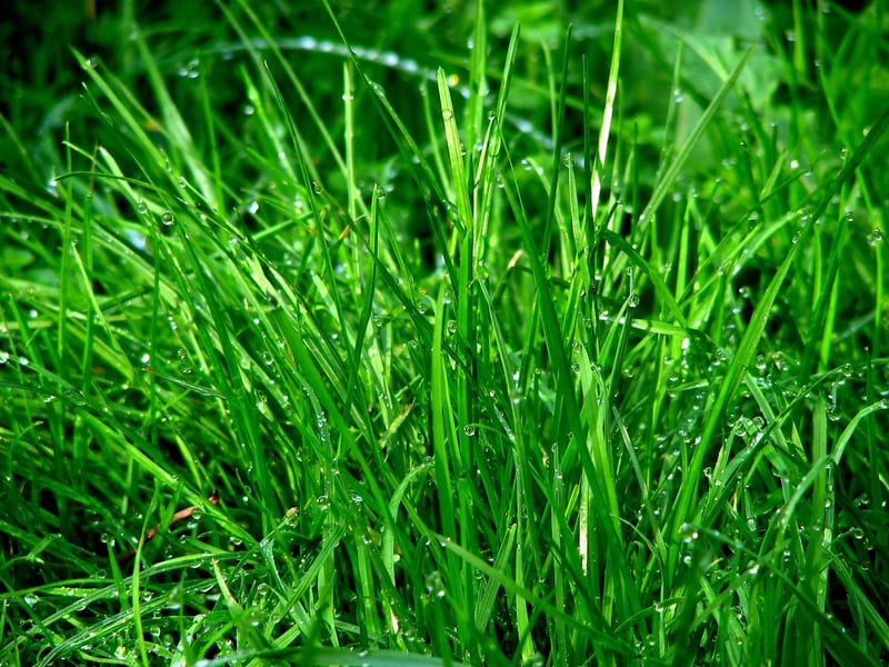 Whimsical Greenery