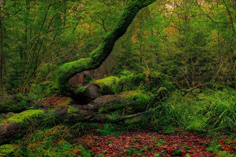 Fantasy Forest with Rainbow Willow Tree