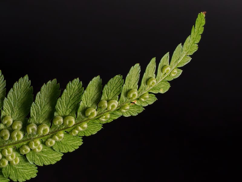 Starlight Fern