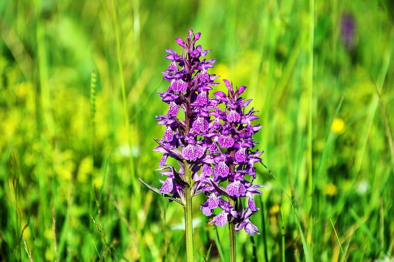 Dragon's Breath Orchid